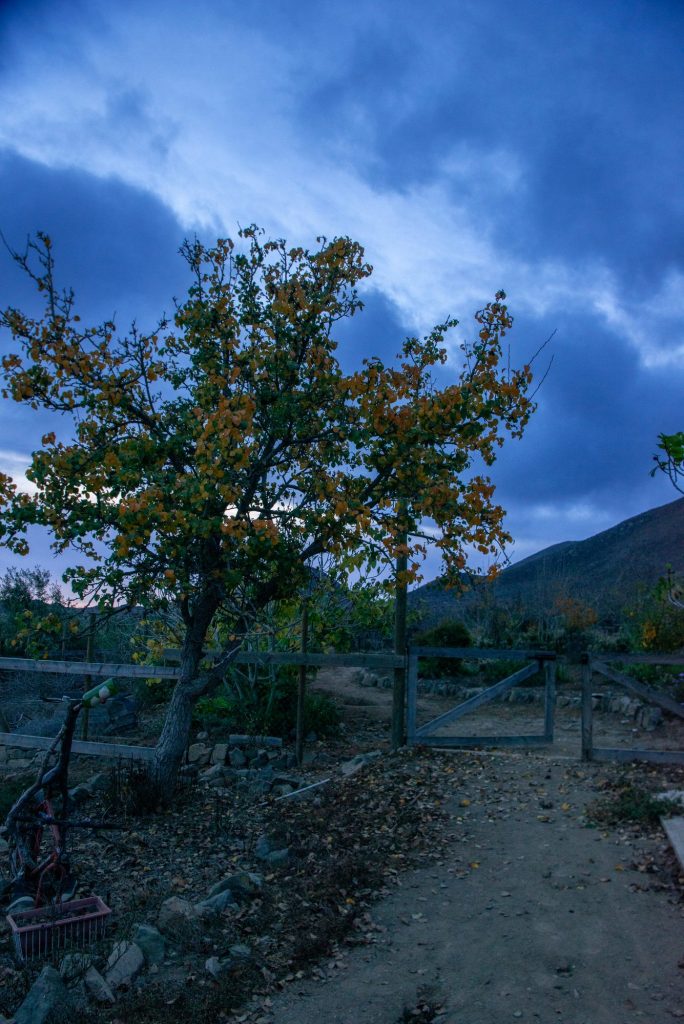 Árbol del Ecoparque a la hora azul